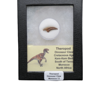 Genuine Cretaceous Age Theropod Dinosaur Claw for Sale from Morocco #R13