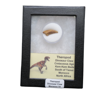Genuine Cretaceous Age Theropod Dinosaur Claw for Sale from Morocco #R14