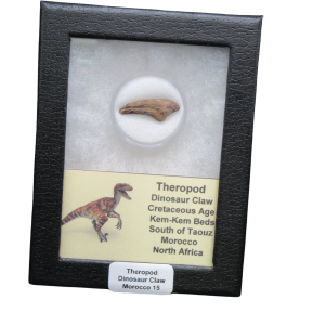 Genuine Cretaceous Age Theropod Dinosaur Claw for Sale from Morocco #R15