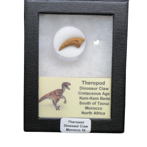 Genuine Cretaceous Age Theropod Dinosaur Claw for Sale from Morocco #R16