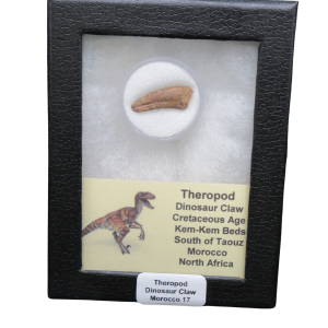 Genuine Cretaceous Age Theropod Dinosaur Claw for Sale from Morocco #R17