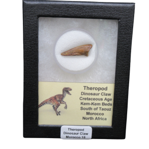 Genuine Cretaceous Age Theropod Dinosaur Claw for Sale from Morocco #R18
