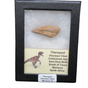 Genuine Cretaceous Age Theropod Dinosaur Claw for Sale from Morocco #R19