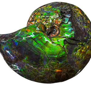 Gem Ammolite Ammonite For Sale from Alberta Canada #11