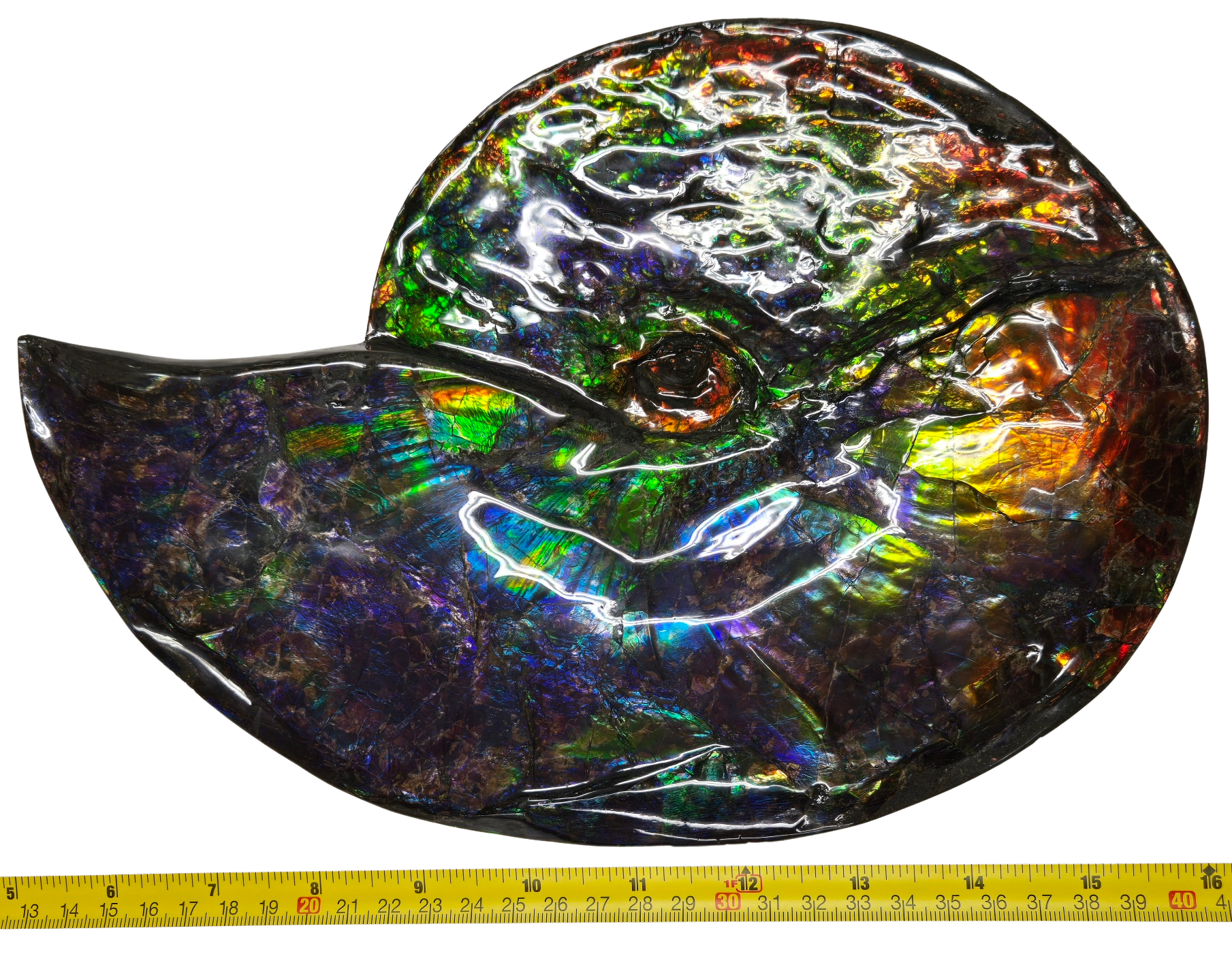 Gem Ammolite Ammonite For Sale from Alberta Canada 13 | Fossils for Sale General Cretaceous Age Ammolite Ammonite Fossils From Canada For Sale #13