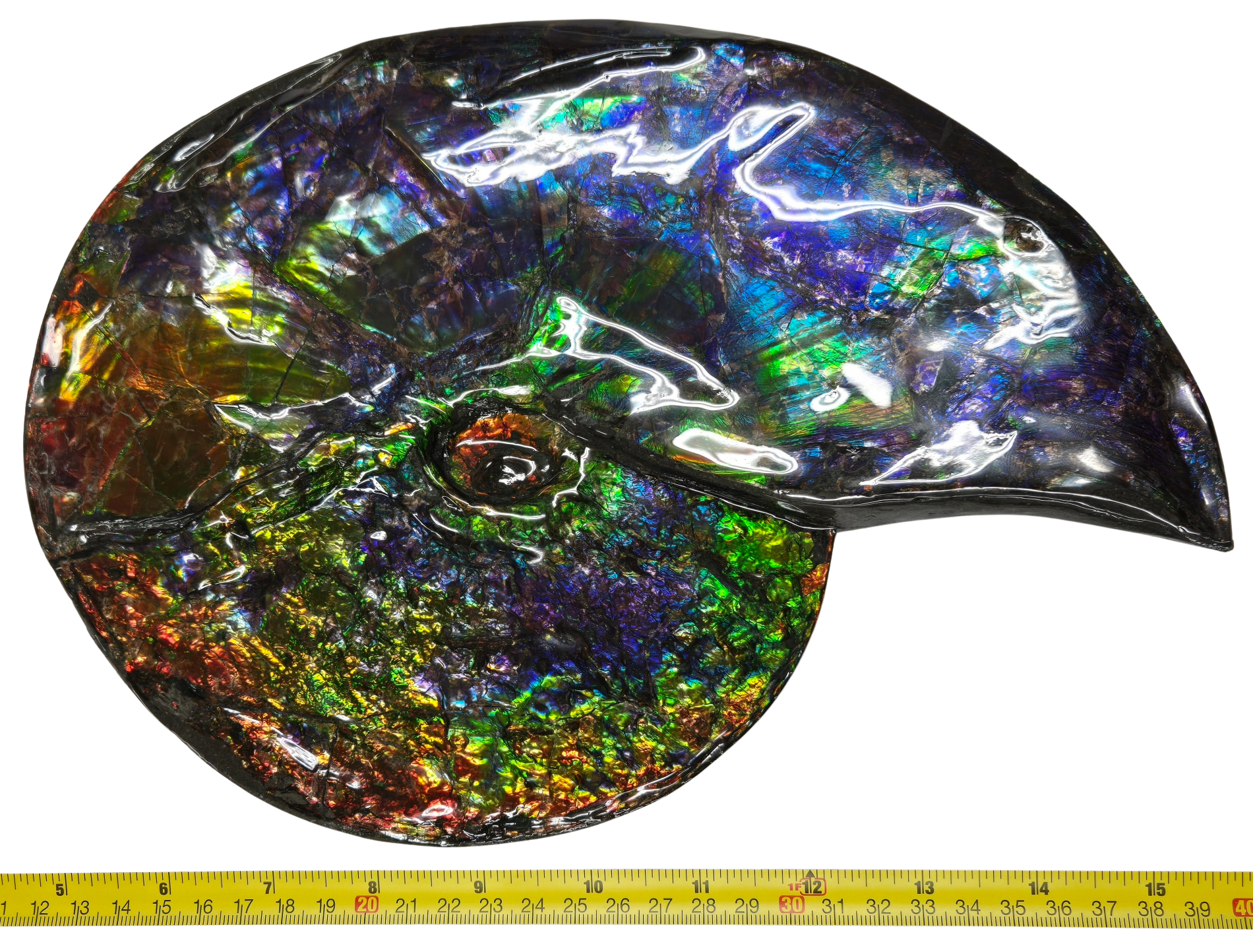 Gem Ammolite Ammonite For Sale from Alberta Canada 13a | Fossils for Sale General Cretaceous Age Ammolite Ammonite Fossils From Canada For Sale #13a