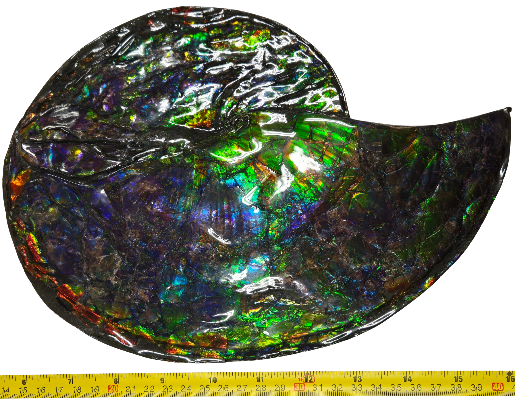 Gem Ammolite Ammonite For Sale from Alberta Canada 13b | Fossils for Sale General Cretaceous Age Ammolite Ammonite Fossils From Canada For Sale #13b