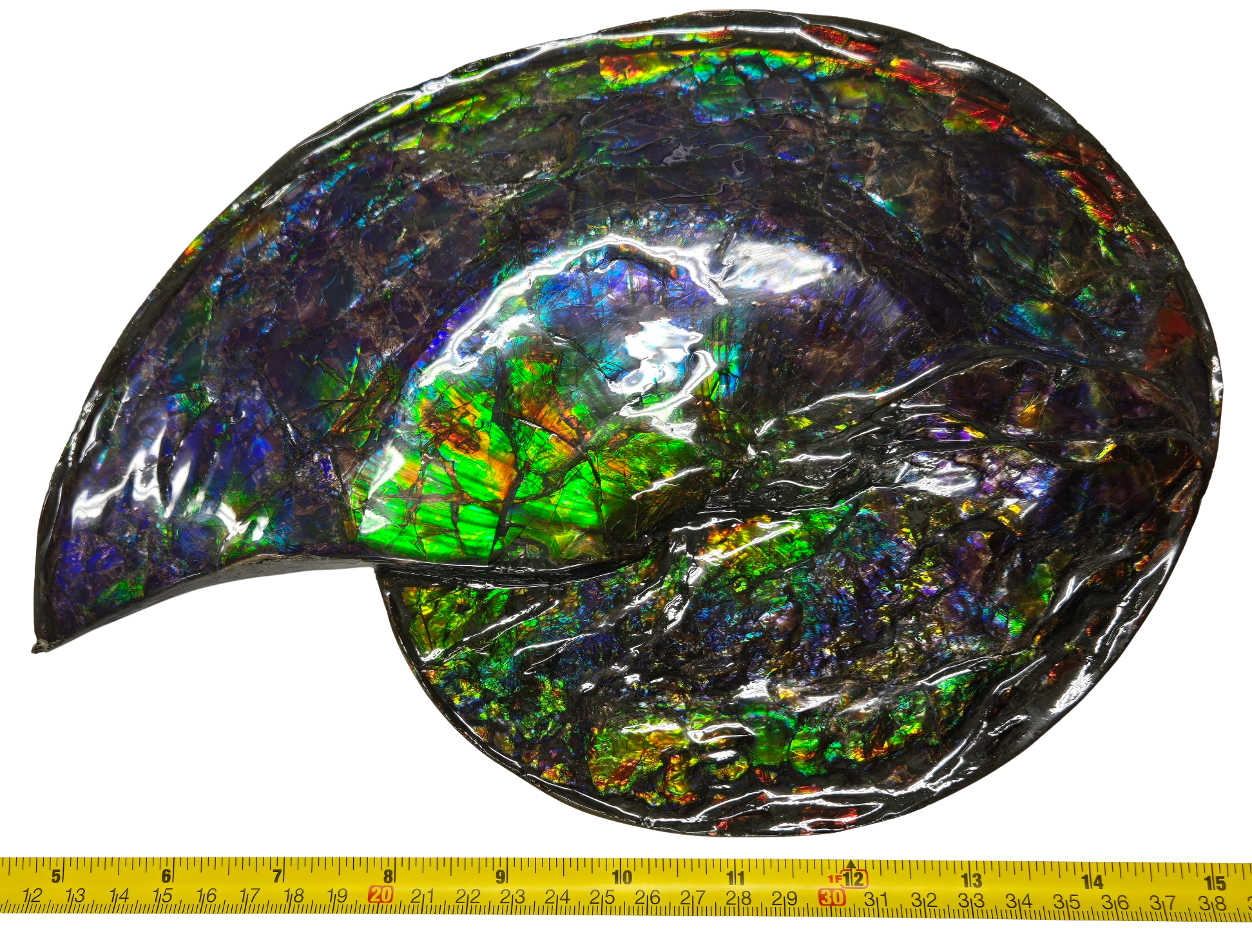 Gem Ammolite Ammonite For Sale from Alberta Canada 13c | Fossils for Sale General Cretaceous Age Ammolite Ammonite Fossils From Canada For Sale #13c