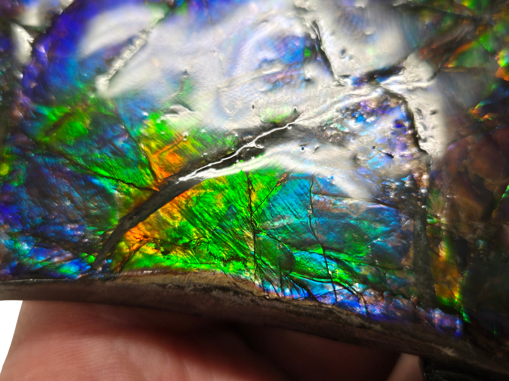 Gem Ammolite Ammonite For Sale from Alberta Canada 13d | Fossils for Sale General Cretaceous Age Ammolite Ammonite Fossils From Canada For Sale #13d