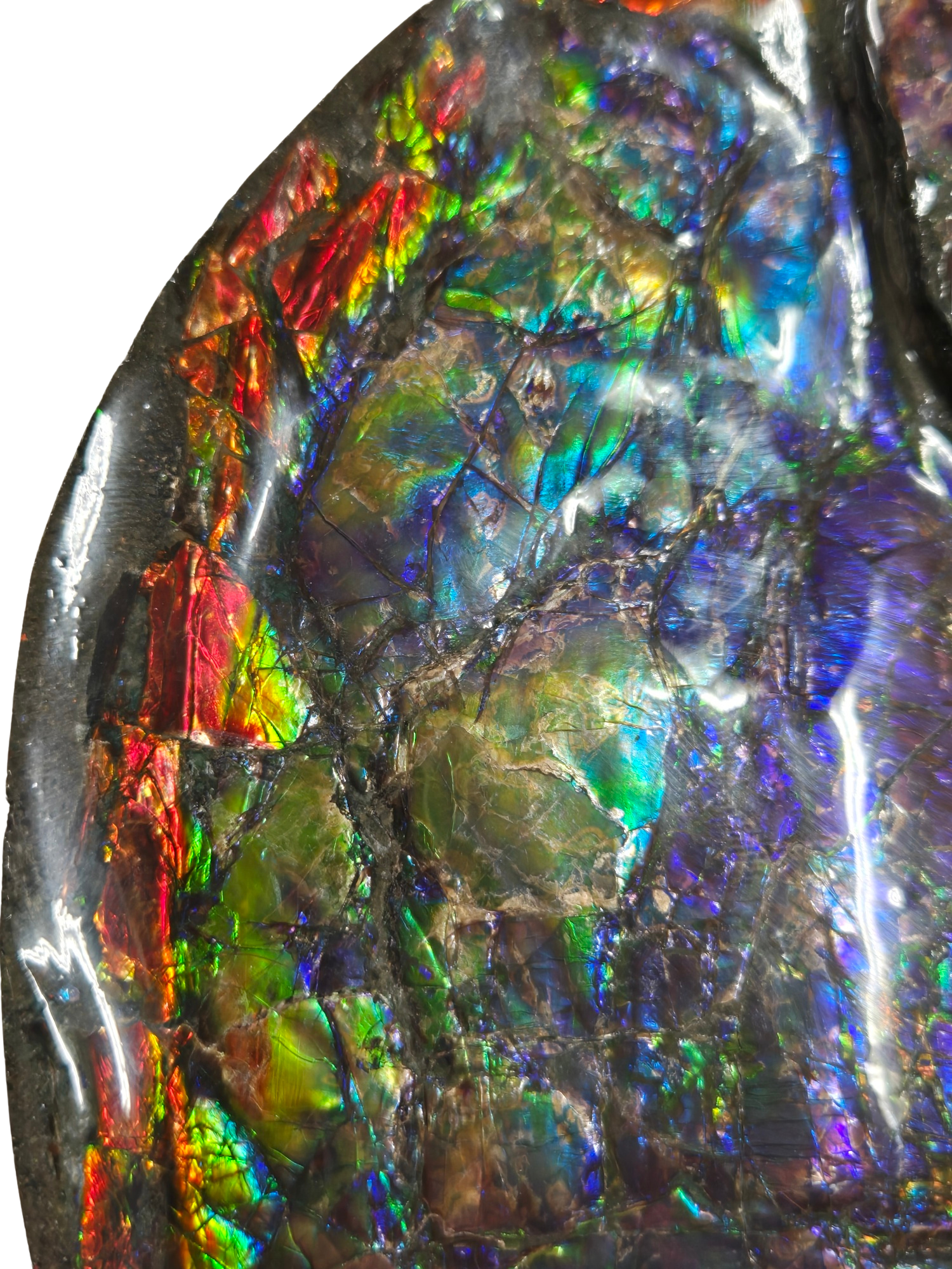 Gem Ammolite Ammonite For Sale from Alberta Canada 13e | Fossils for Sale General Cretaceous Age Ammolite Ammonite Fossils From Canada For Sale #13e
