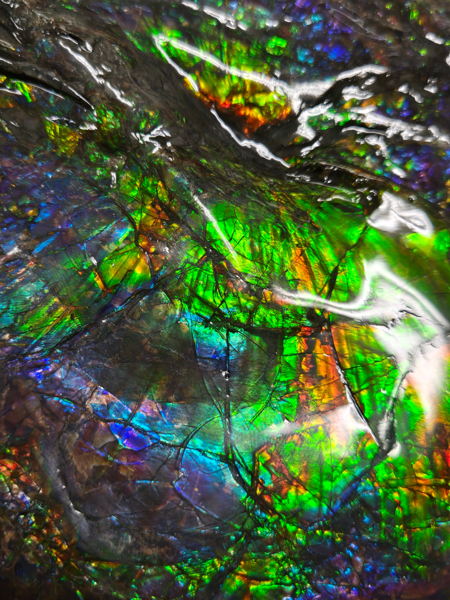 Gem Ammolite Ammonite For Sale from Alberta Canada 13f | Fossils for Sale General Cretaceous Age Ammolite Ammonite Fossils From Canada For Sale #13f