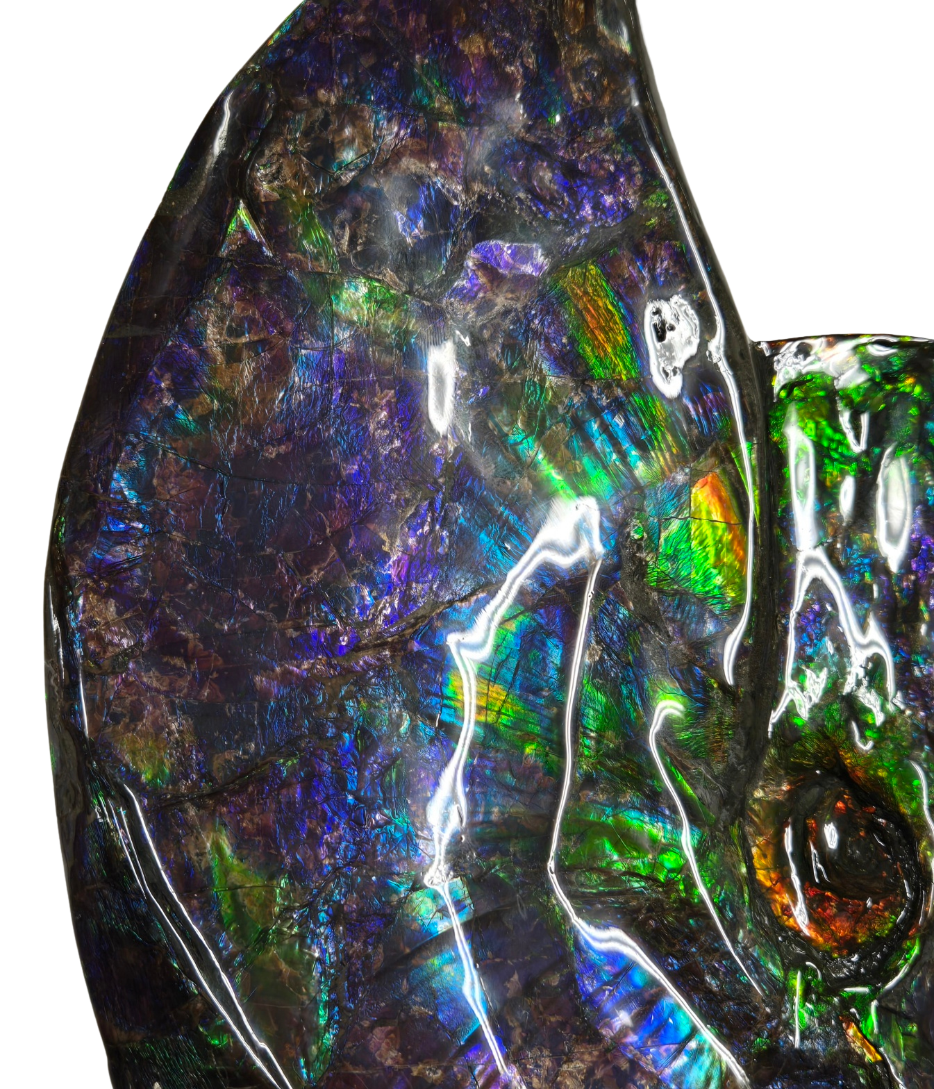 Gem Ammolite Ammonite For Sale from Alberta Canada 13g | Fossils for Sale General Cretaceous Age Ammolite Ammonite Fossils From Canada For Sale #13g
