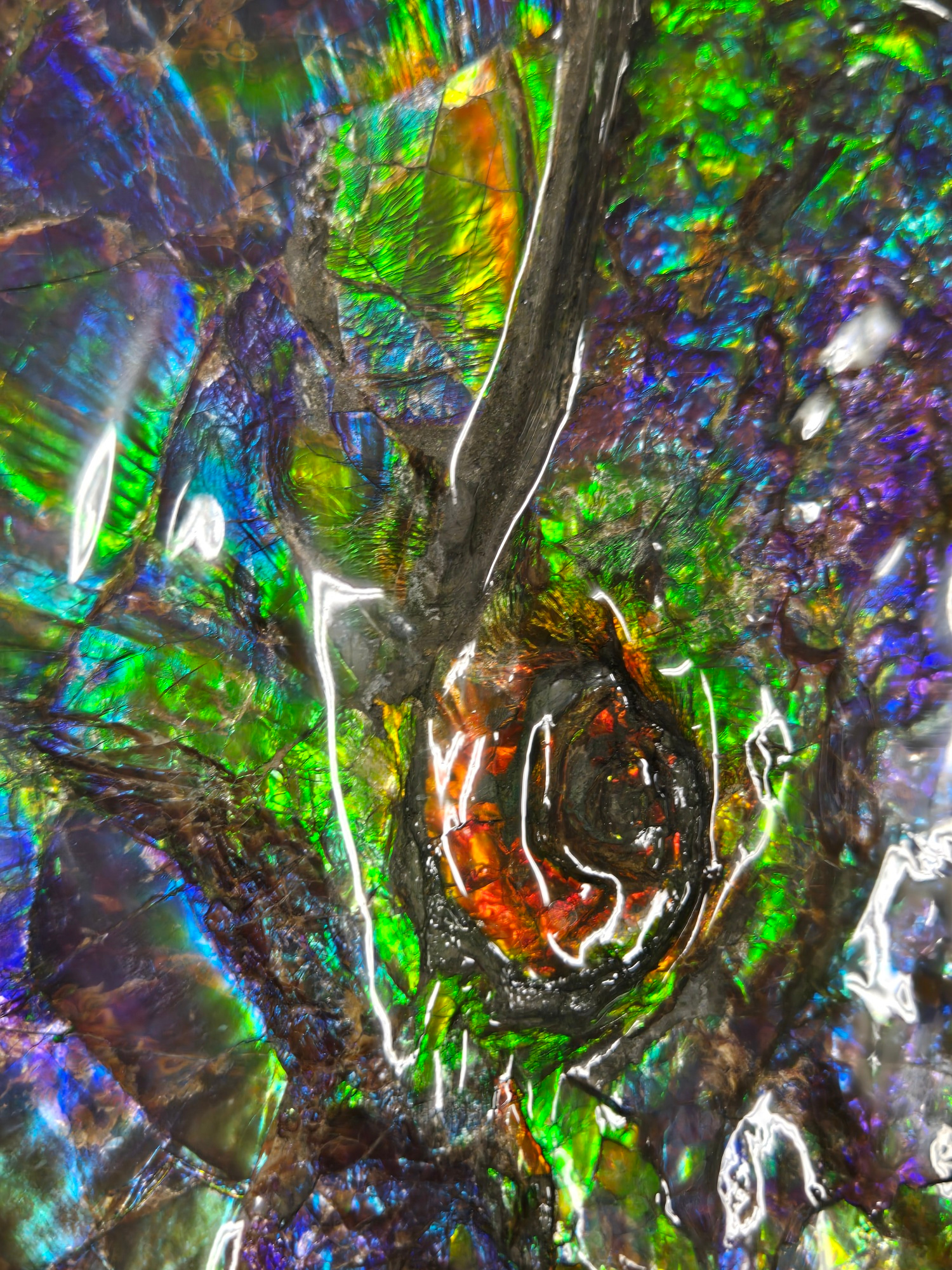 Gem Ammolite Ammonite For Sale from Alberta Canada 13h | Fossils for Sale General Cretaceous Age Ammolite Ammonite Fossils From Canada For Sale #13h