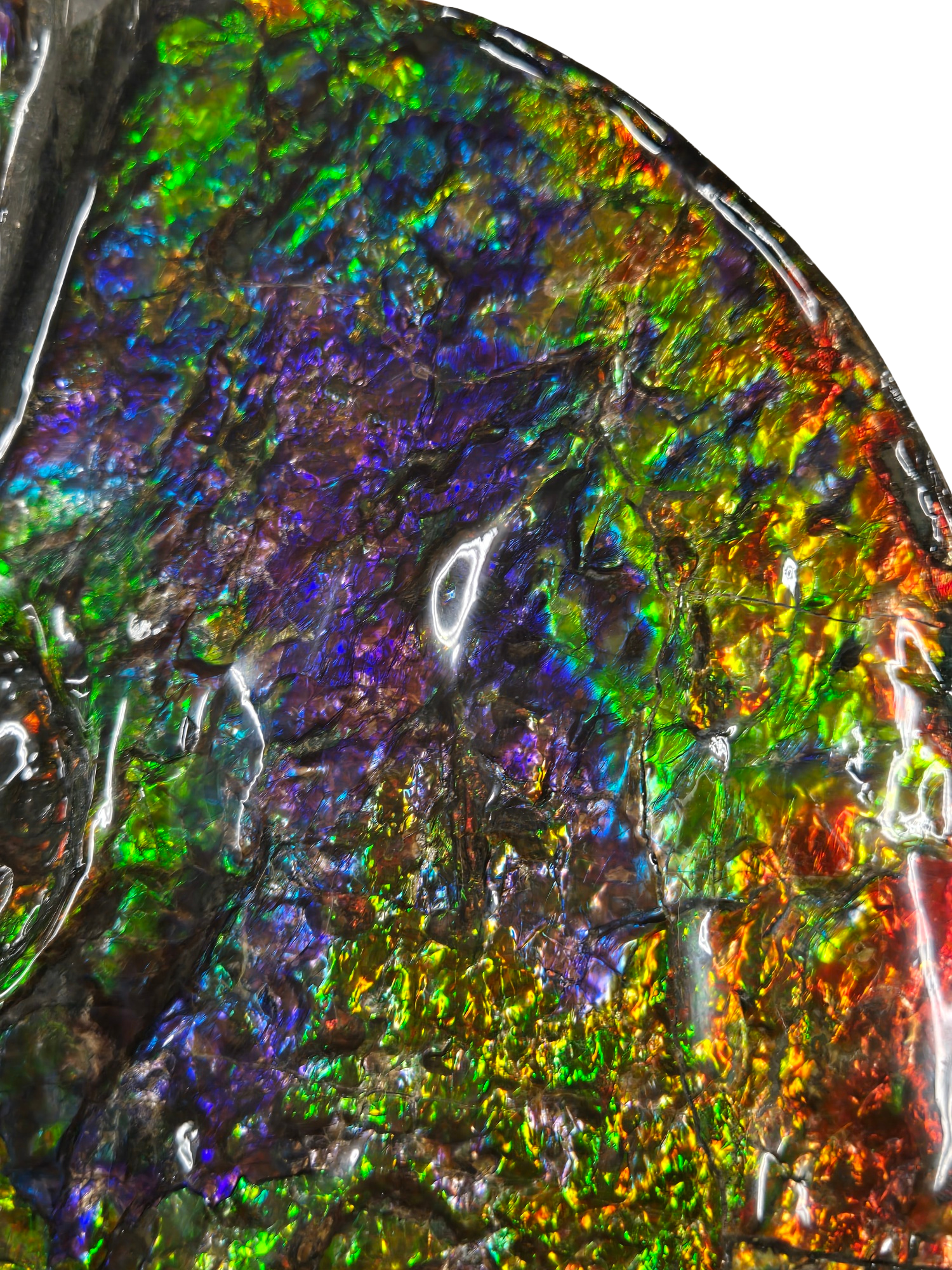 Gem Ammolite Ammonite For Sale from Alberta Canada 13i | Fossils for Sale General Cretaceous Age Ammolite Ammonite Fossils From Canada For Sale #13i