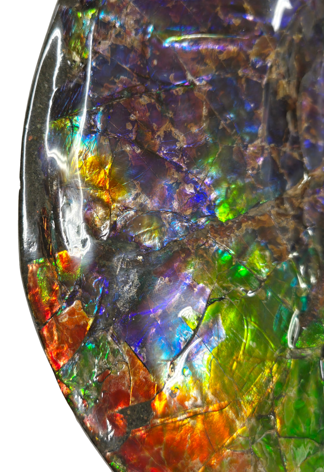 Gem Ammolite Ammonite For Sale from Alberta Canada 13j | Fossils for Sale General Cretaceous Age Ammolite Ammonite Fossils From Canada For Sale #13j