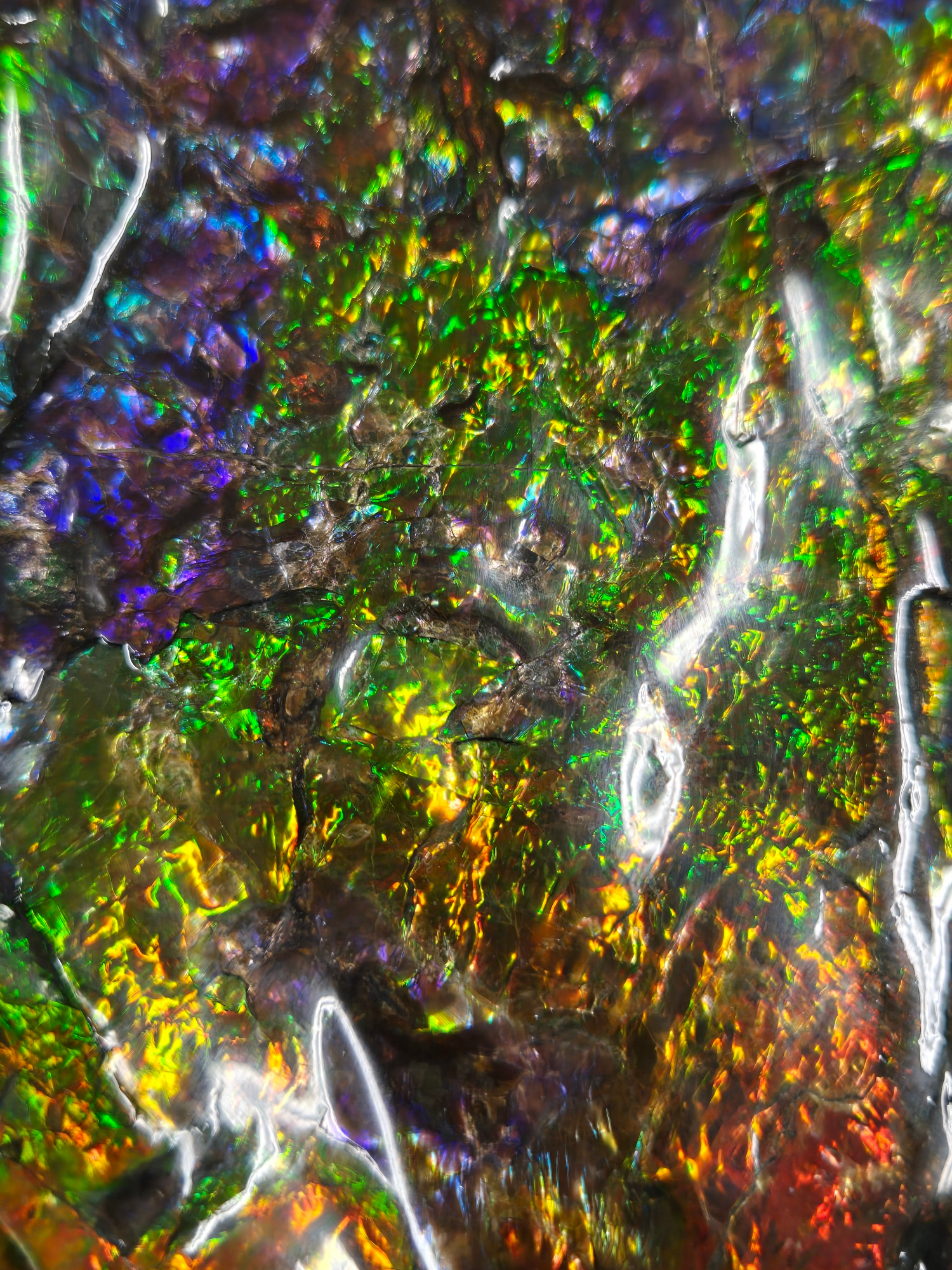 Gem Ammolite Ammonite For Sale from Alberta Canada 13k | Fossils for Sale General Cretaceous Age Ammolite Ammonite Fossils From Canada For Sale #13k