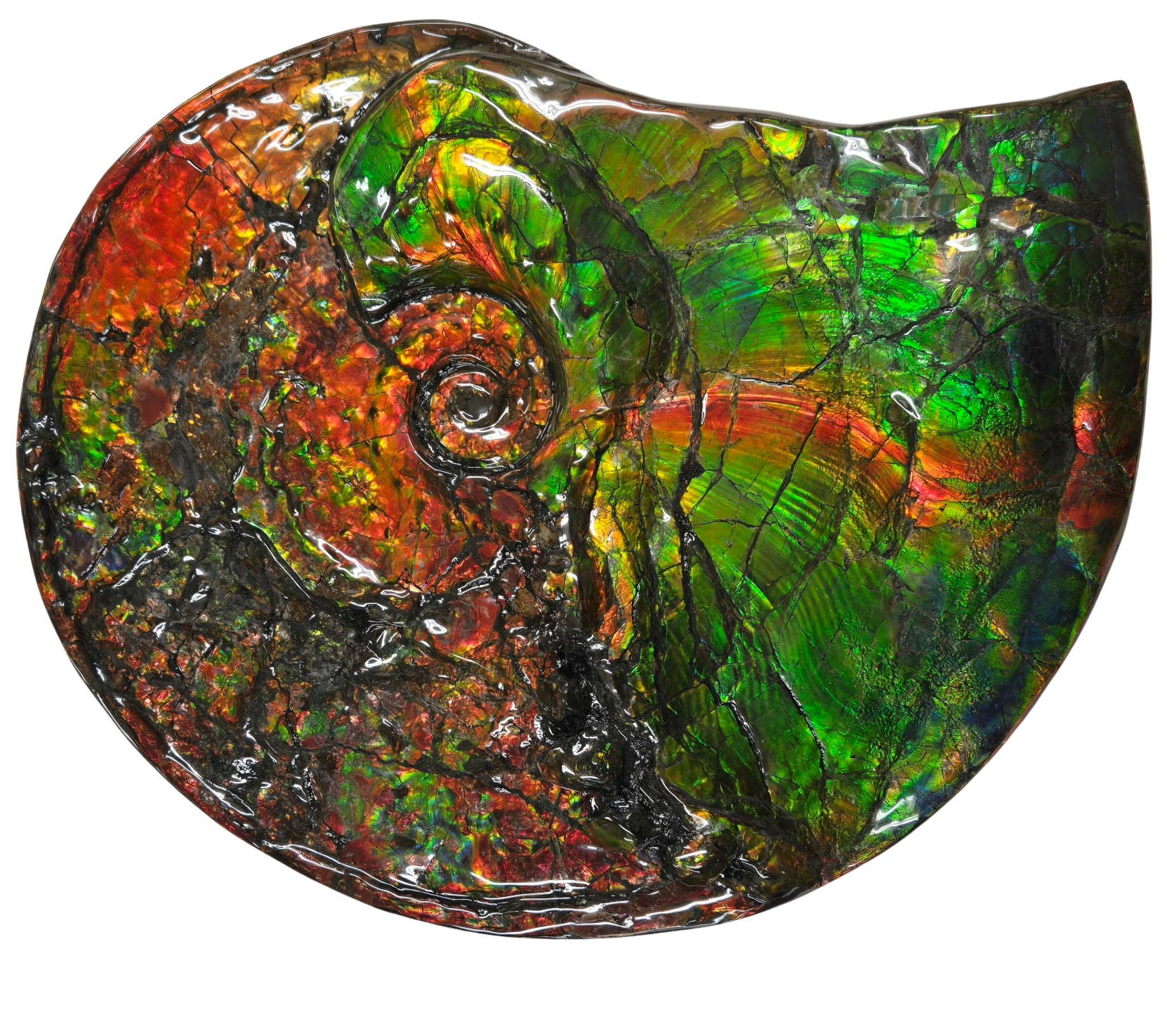 Gem Ammolite Ammonite For Sale from Alberta Canada 14 | Fossils for Sale General Cretaceous Age Ammolite Ammonite Fossils From Canada For Sale #14