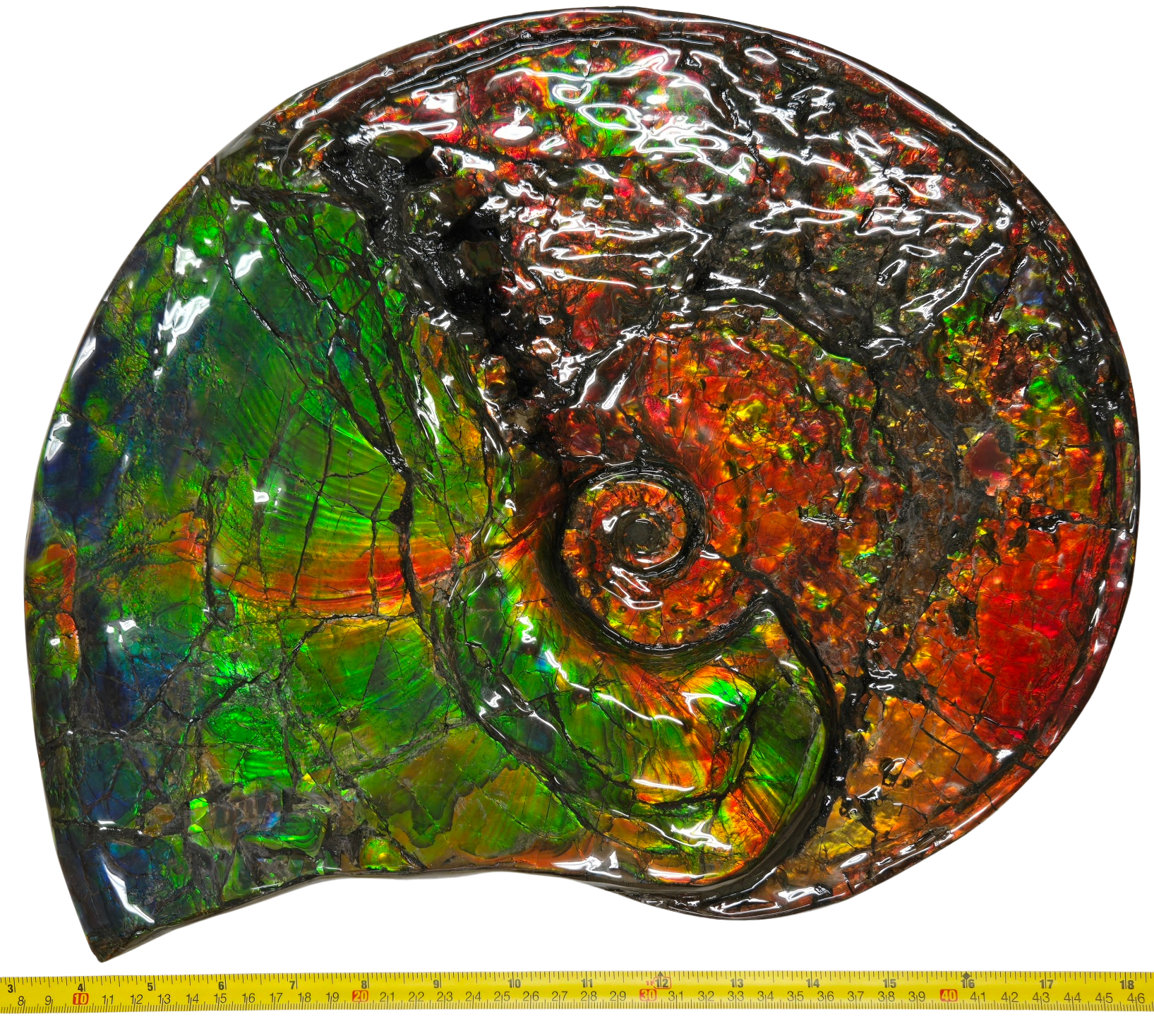Gem Ammolite Ammonite For Sale from Alberta Canada 14a | Fossils for Sale General Cretaceous Age Ammolite Ammonite Fossils From Canada For Sale #14a
