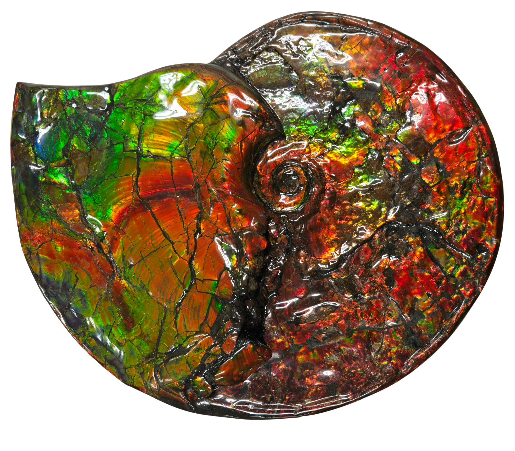 Gem Ammolite Ammonite For Sale from Alberta Canada 14b | Fossils for Sale General Cretaceous Age Ammolite Ammonite Fossils From Canada For Sale #14b
