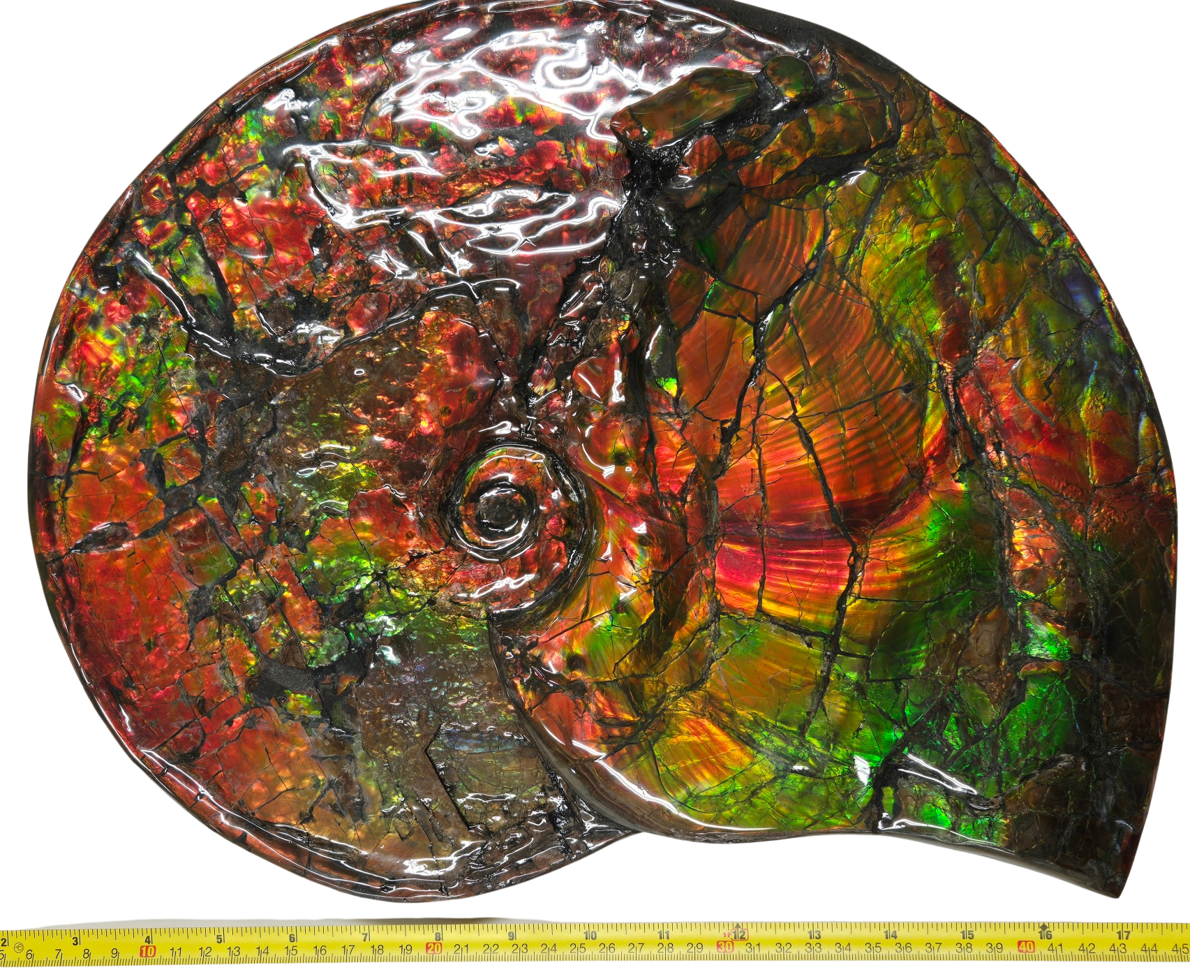 Gem Ammolite Ammonite For Sale from Alberta Canada 14c | Fossils for Sale General Cretaceous Age Ammolite Ammonite Fossils From Canada For Sale #14c