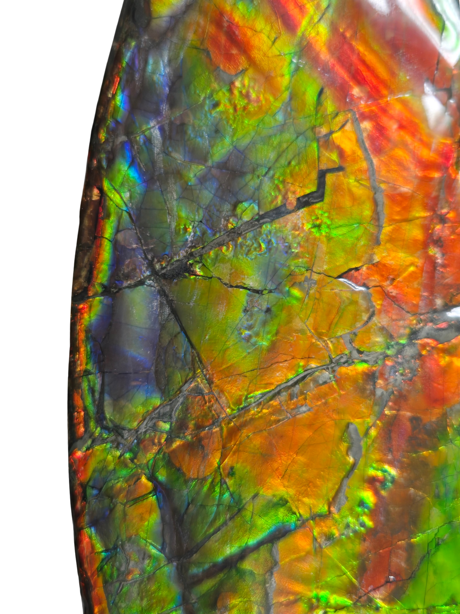 Gem Ammolite Ammonite For Sale from Alberta Canada 14d | Fossils for Sale General Cretaceous Age Ammolite Ammonite Fossils From Canada For Sale #14d