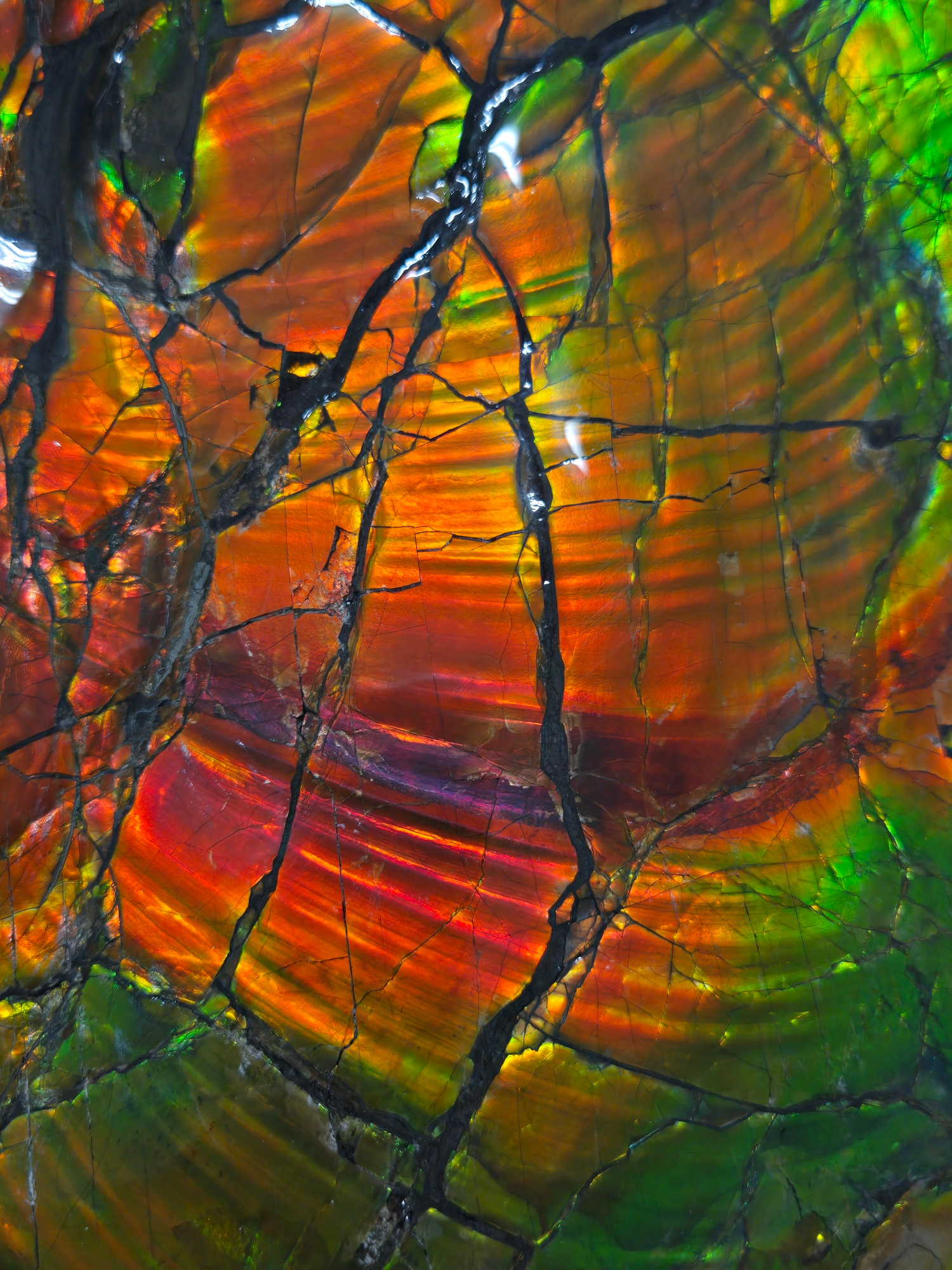 Gem Ammolite Ammonite For Sale from Alberta Canada 14e | Fossils for Sale General Cretaceous Age Ammolite Ammonite Fossils From Canada For Sale #14e