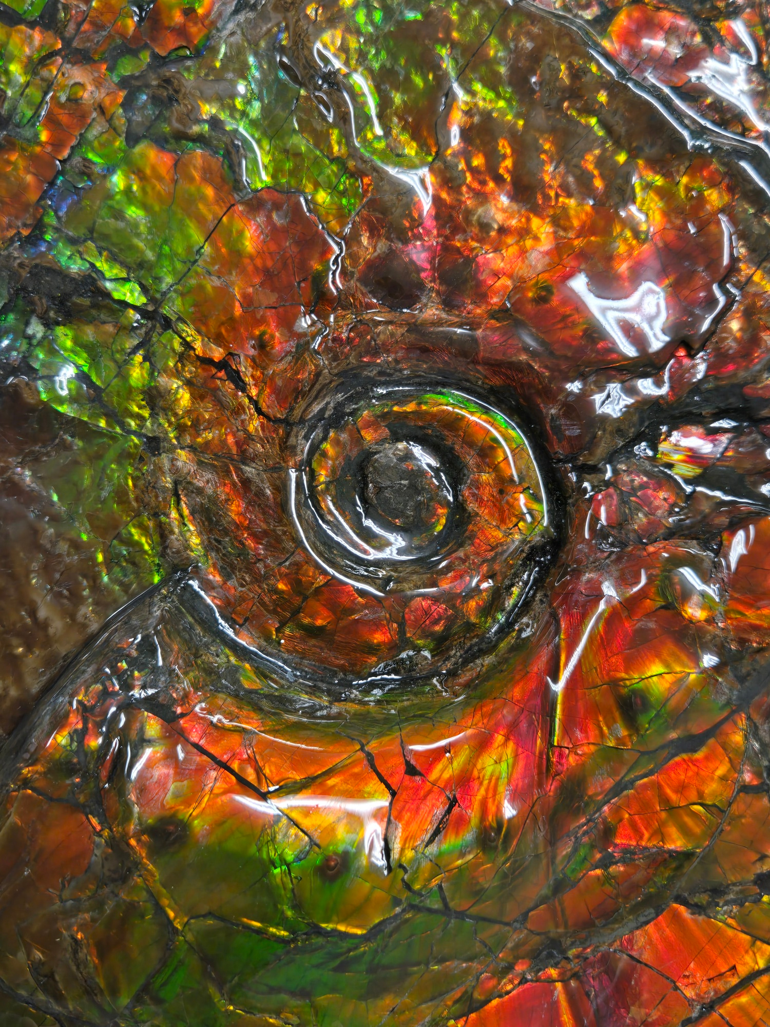 Gem Ammolite Ammonite For Sale from Alberta Canada 14f | Fossils for Sale General Cretaceous Age Ammolite Ammonite Fossils From Canada For Sale #14f