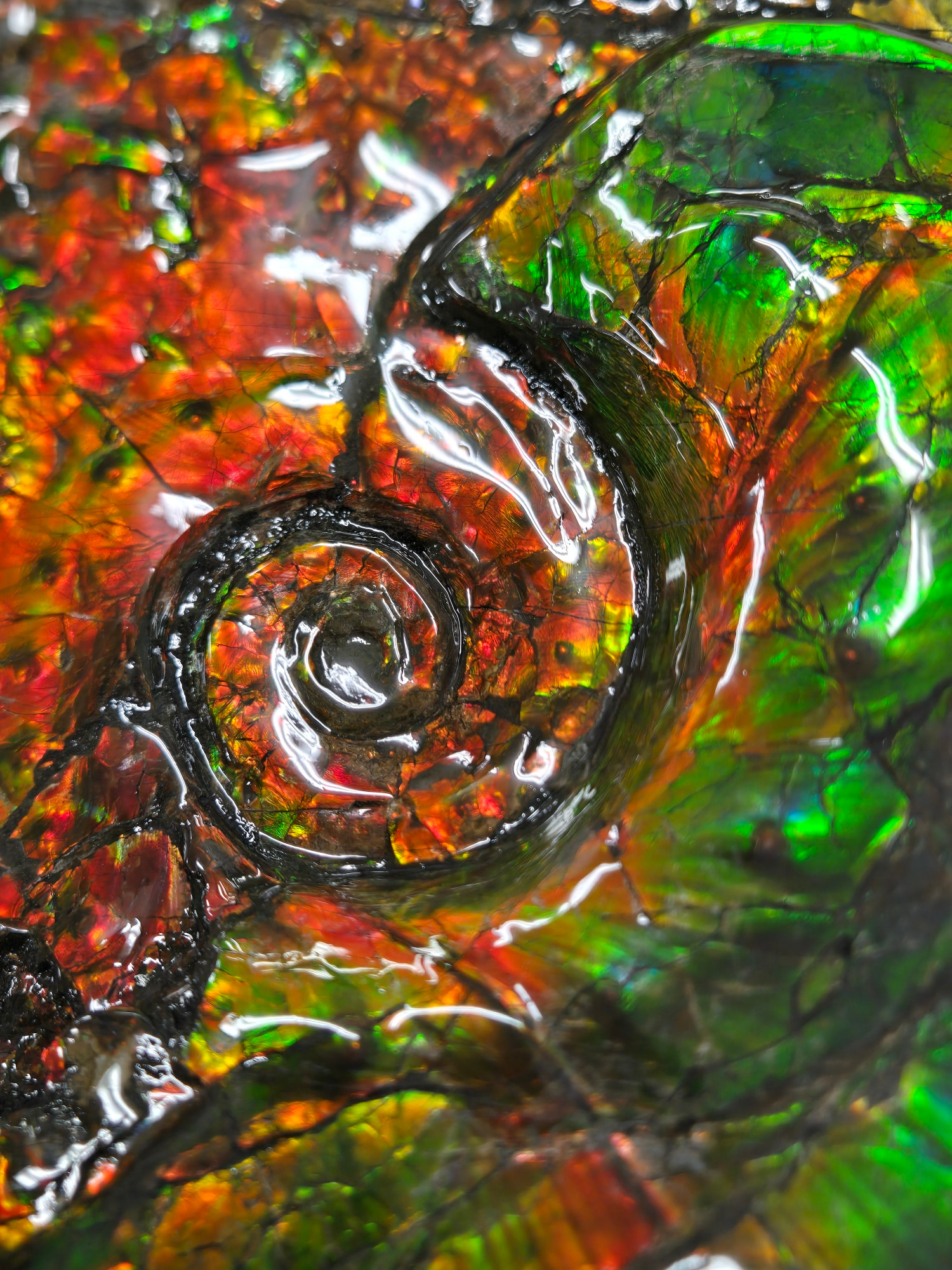 Gem Ammolite Ammonite For Sale from Alberta Canada 14g | Fossils for Sale General Cretaceous Age Ammolite Ammonite Fossils From Canada For Sale #14g
