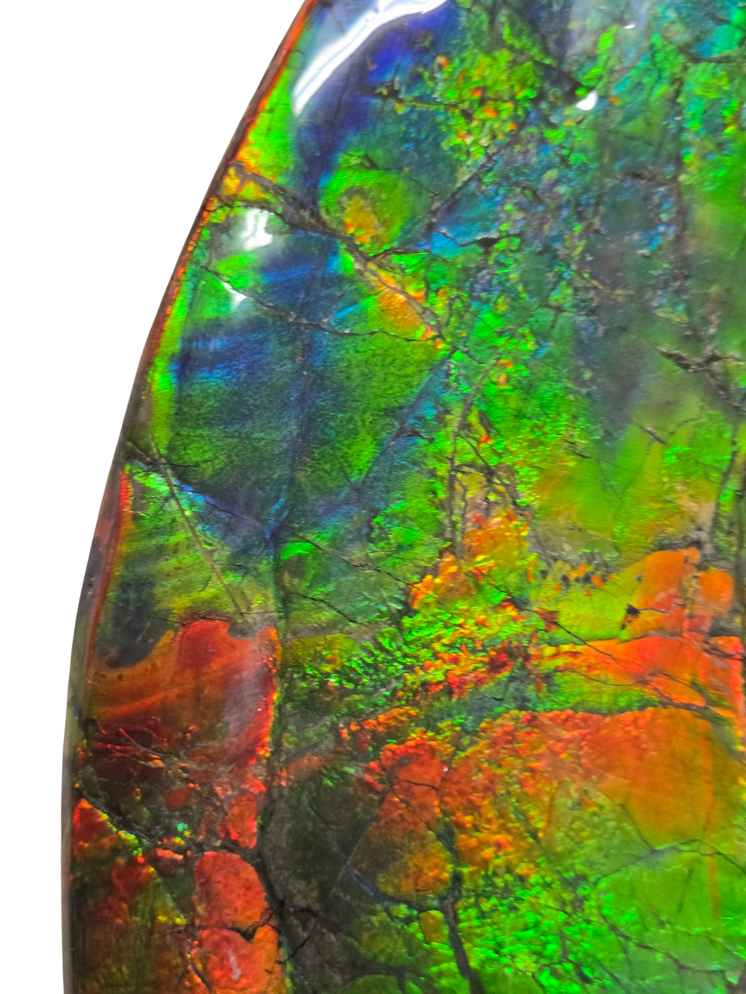 Gem Ammolite Ammonite For Sale from Alberta Canada 14h | Fossils for Sale General Cretaceous Age Ammolite Ammonite Fossils From Canada For Sale #14h