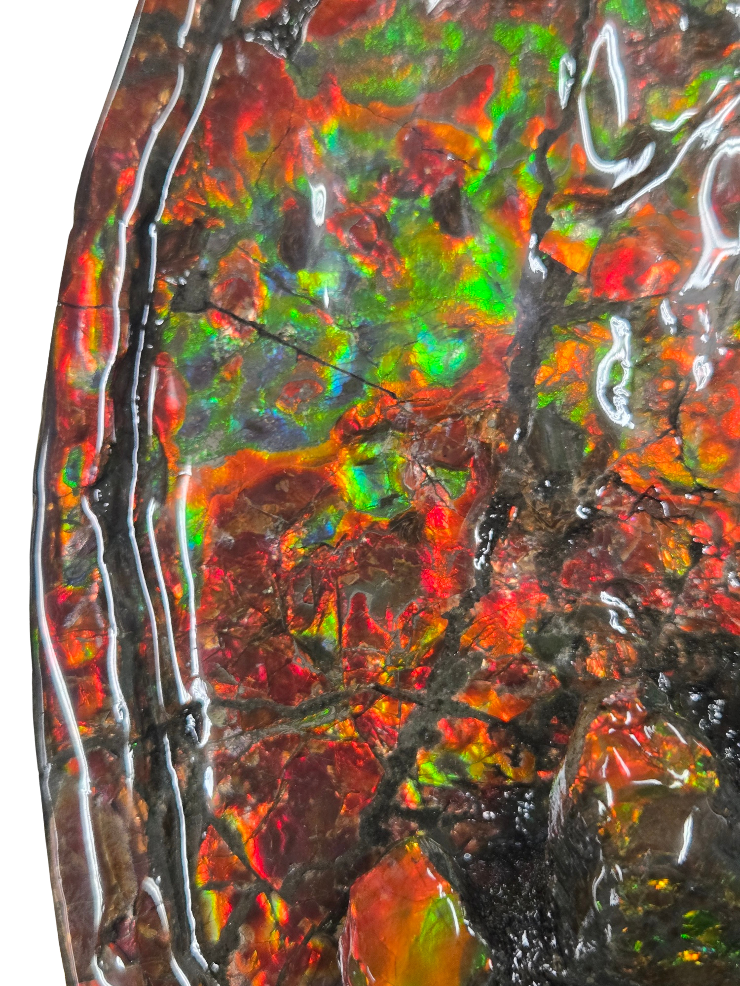 Gem Ammolite Ammonite For Sale from Alberta Canada 14i | Fossils for Sale General Cretaceous Age Ammolite Ammonite Fossils From Canada For Sale #14i