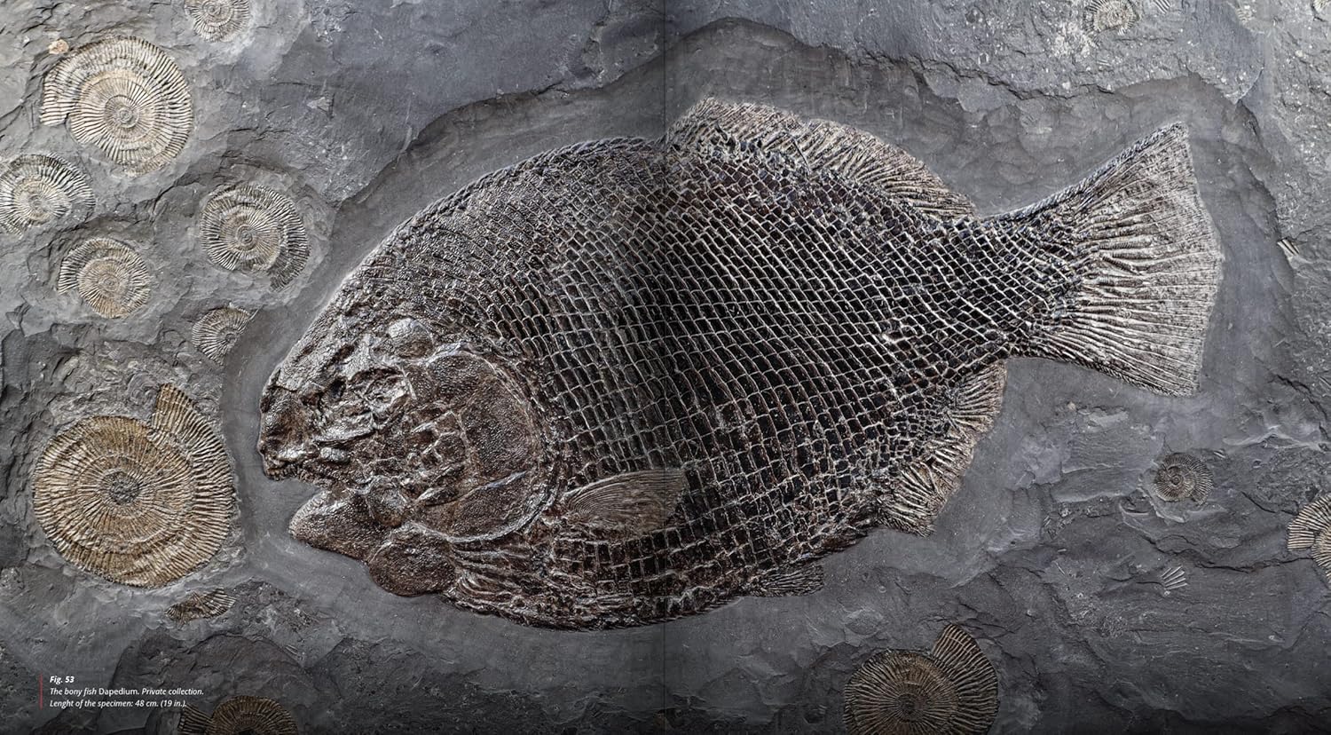 Jurassic Oceans - Holzmaden 2 | Fossils for Sale