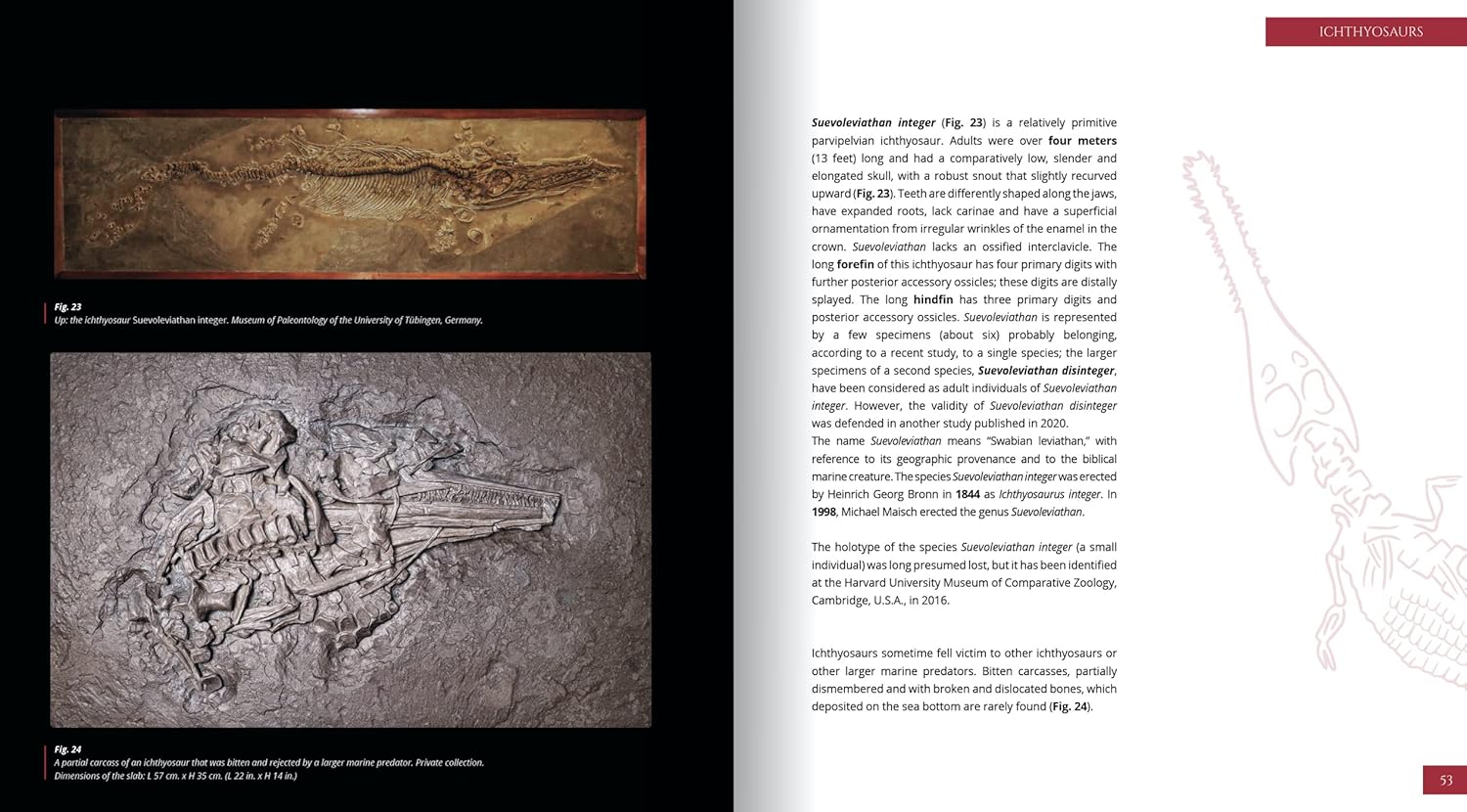 Jurassic Oceans - Holzmaden 3 | Fossils for Sale