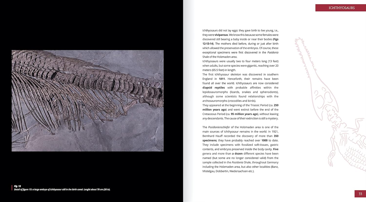 Jurassic Oceans - Holzmaden 4 | Fossils for Sale