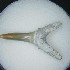 Miocene Age Carcharias cuspidata Extinct Sand Tiger Shark Tooth from North Carolina 1 | Fossils for Sale
