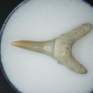 Miocene Age Carcharias cuspidata Extinct Sand Tiger Shark Tooth from North Carolina 2 | Fossils for Sale