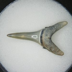 Miocene Age Carcharias cuspidata Extinct Sand Tiger Shark Tooth from North Carolina 3 | Fossils for Sale