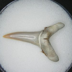 Miocene Age Carcharias cuspidata Extinct Sand Tiger Shark Tooth from North Carolina 4 | Fossils for Sale
