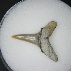 Miocene Age Carcharias cuspidata Extinct Sand Tiger Shark Tooth from North Carolina 5 | Fossils for Sale