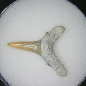 Miocene Age Carcharias cuspidata Extinct Sand Tiger Shark Tooth from North Carolina 6 | Fossils for Sale