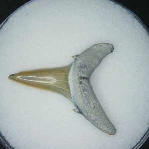 Miocene Age Carcharias cuspidata Extinct Sand Tiger Shark Tooth from North Carolina 7 | Fossils for Sale