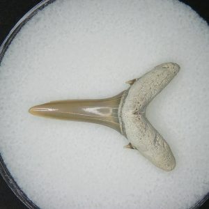 Miocene Age Carcharias cuspidata Extinct Sand Tiger Shark Tooth from North Carolina 8 | Fossils for Sale