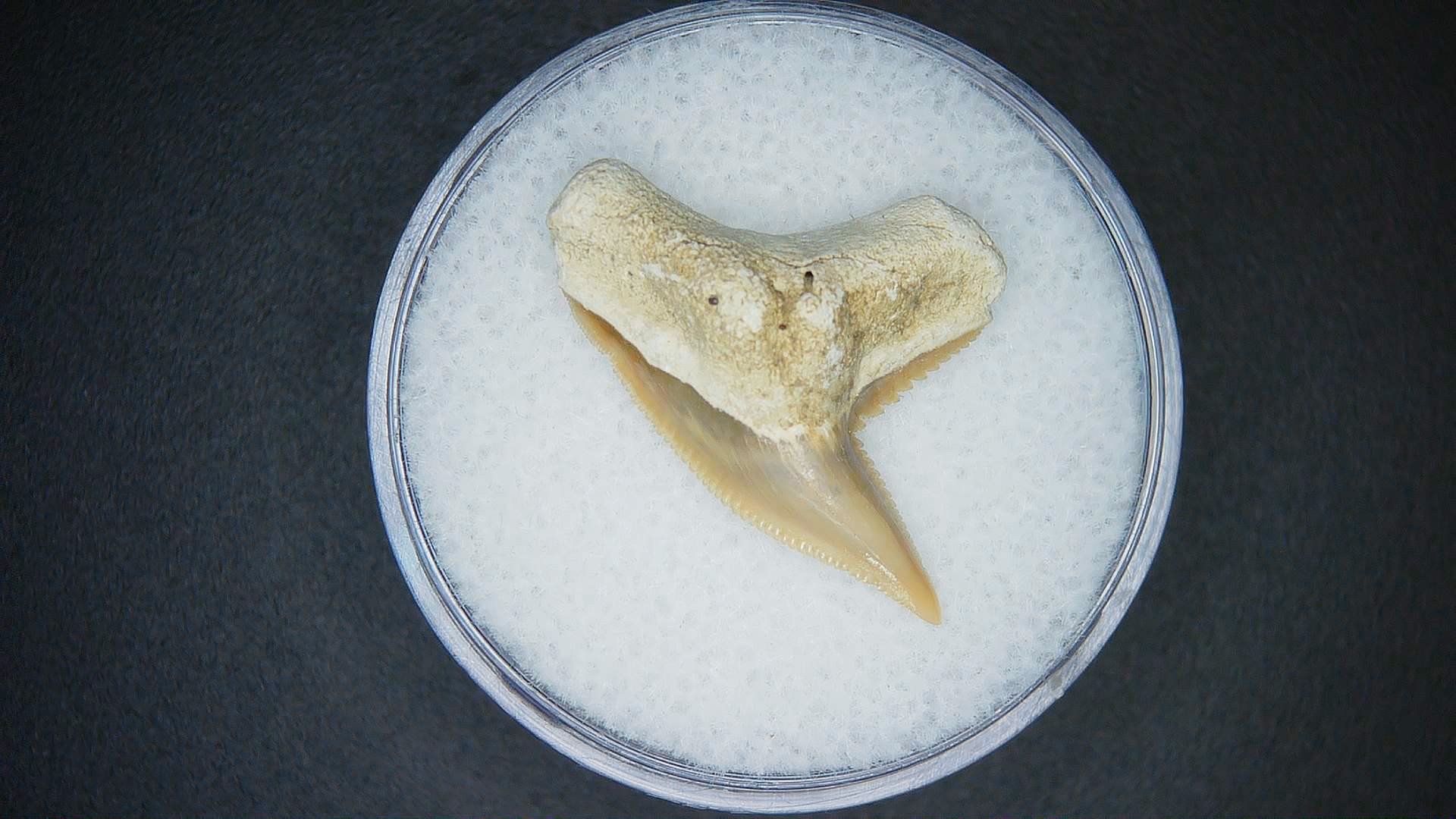 Miocene Age Galeocerdo contortus Tiger Shark Tooth from North Carolina 3 | Fossils for Sale