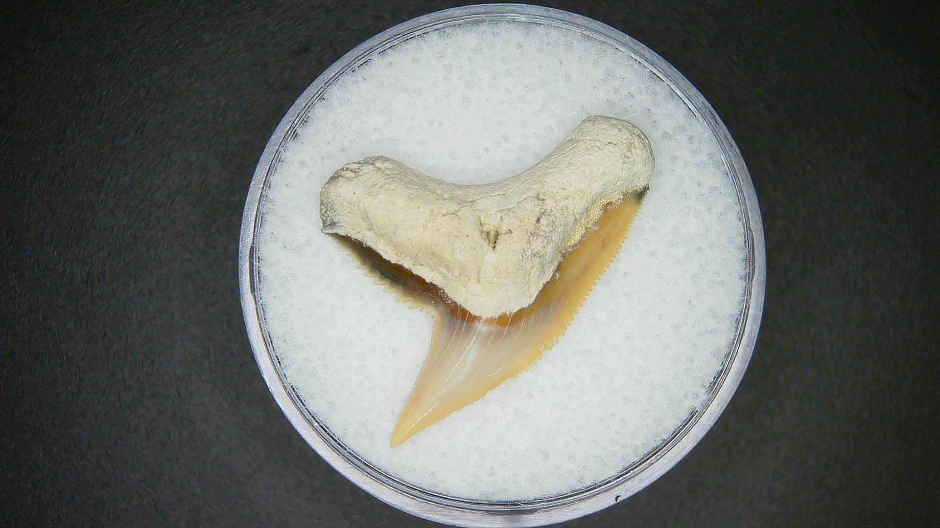 Miocene Age Galeocerdo contortus Tiger Shark Tooth from North Carolina 4 | Fossils for Sale