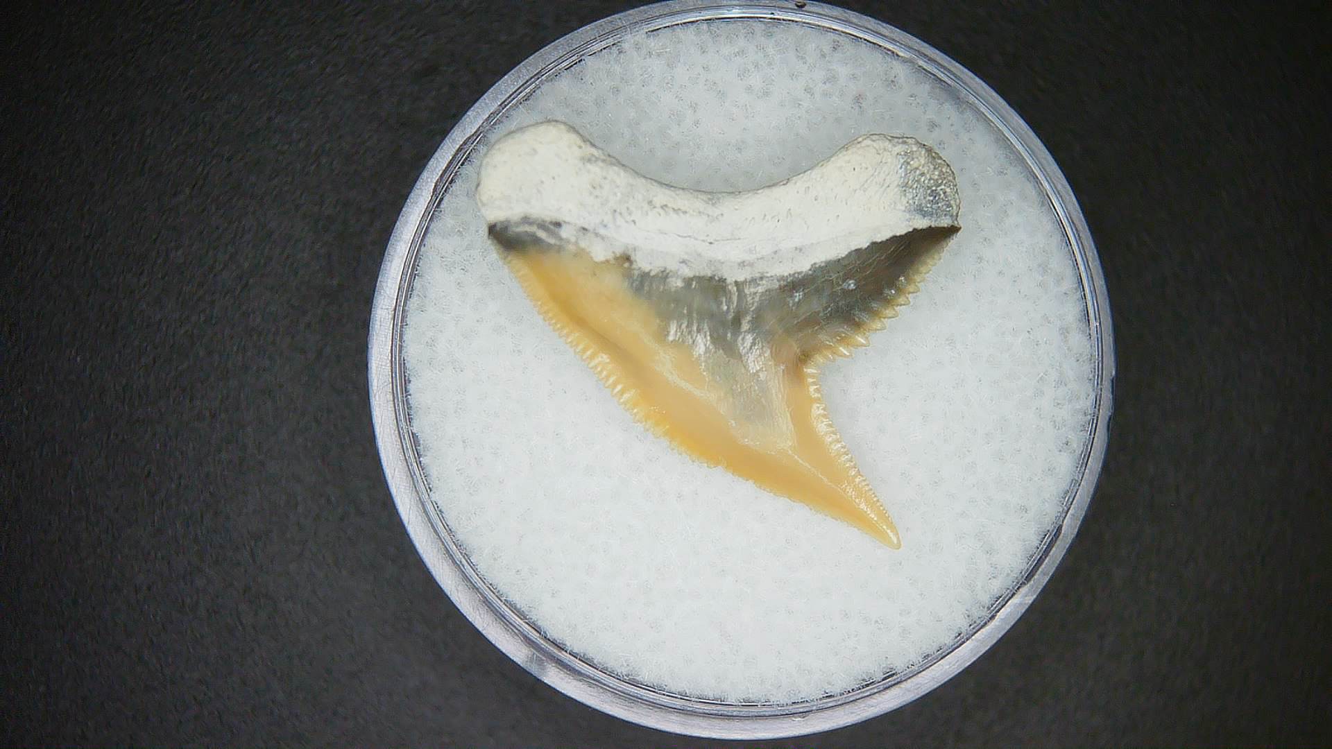 Miocene Age Galeocerdo contortus Tiger Shark Tooth from North Carolina 4a | Fossils for Sale