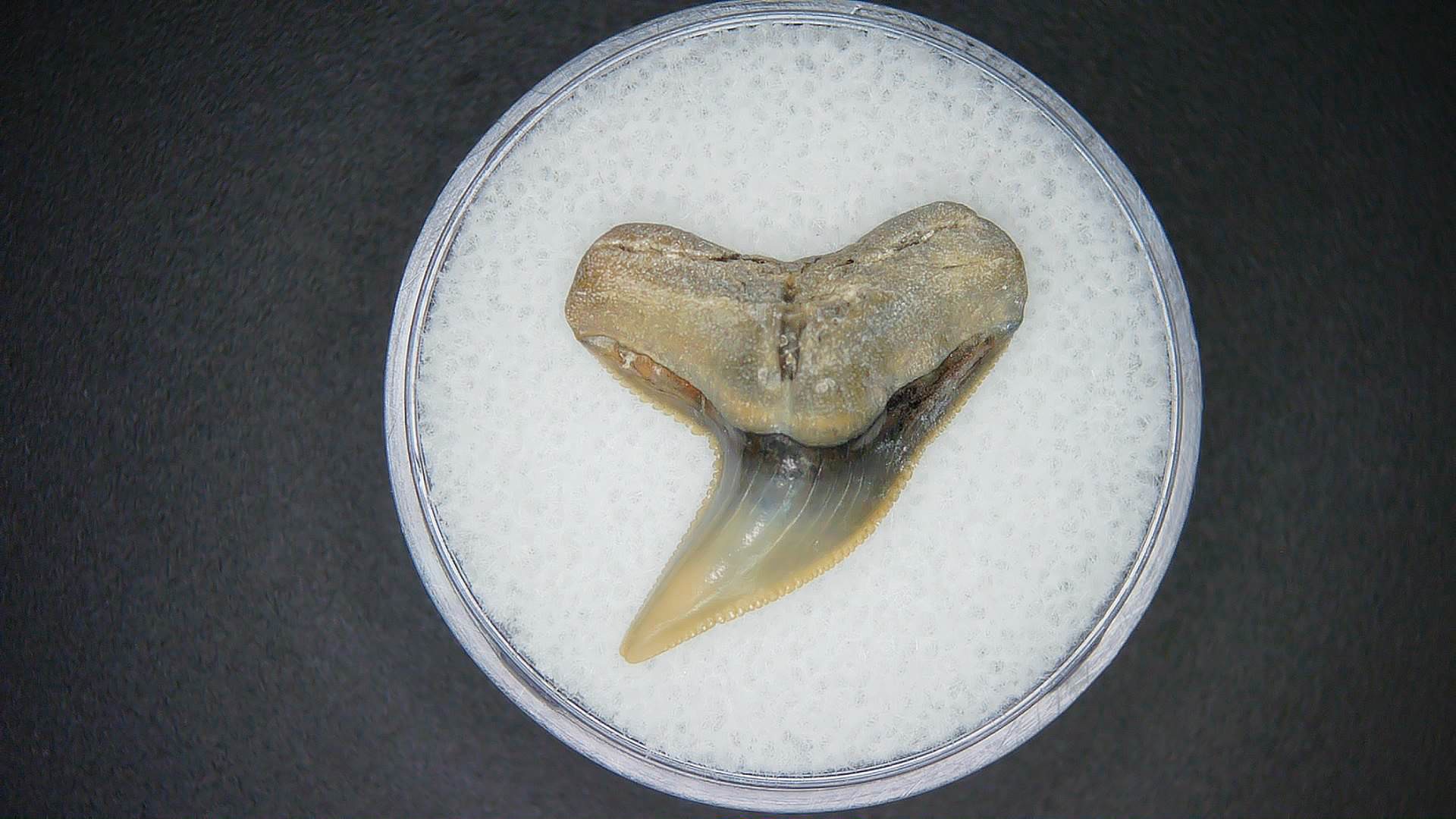 Miocene Age Galeocerdo contortus Tiger Shark Tooth from North Carolina 5 | Fossils for Sale