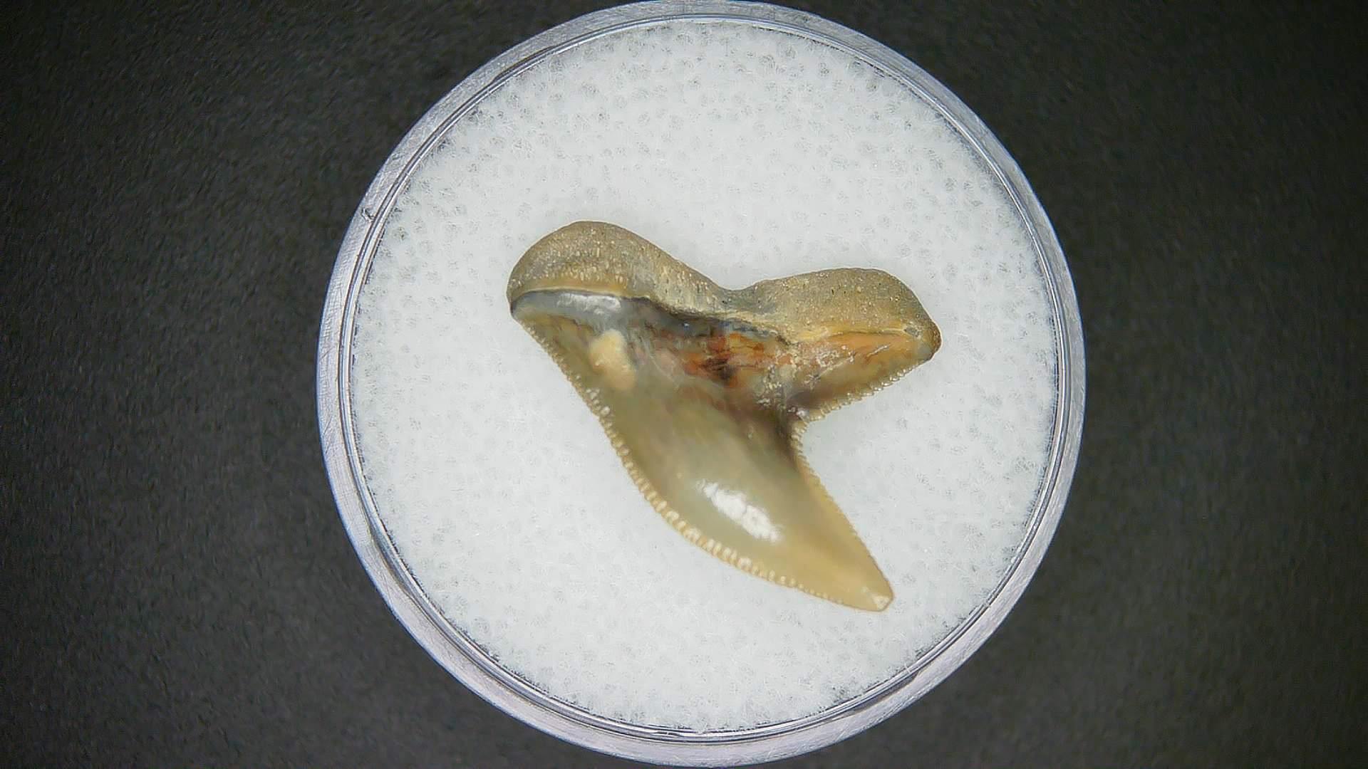 Miocene Age Galeocerdo contortus Tiger Shark Tooth from North Carolina 5a | Fossils for Sale