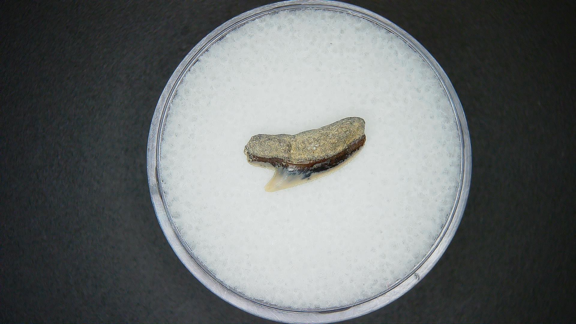Miocene Age Galeocerdo cuvier Extinct Tiger Shark Tooth from North Carolina 45 | Fossils for Sale