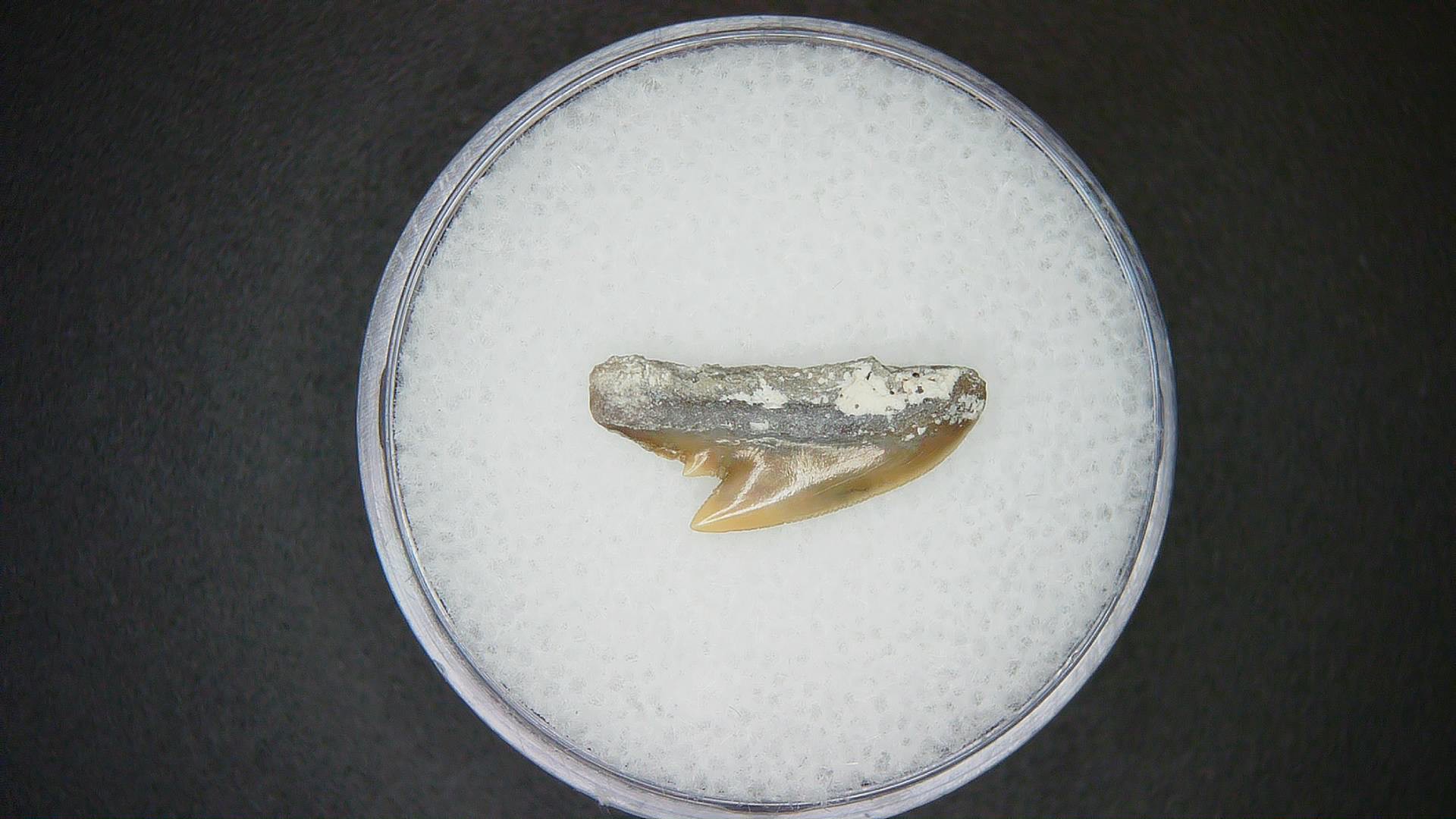 Miocene Age Galeocerdo cuvier Extinct Tiger Shark Tooth from North Carolina 47a | Fossils for Sale