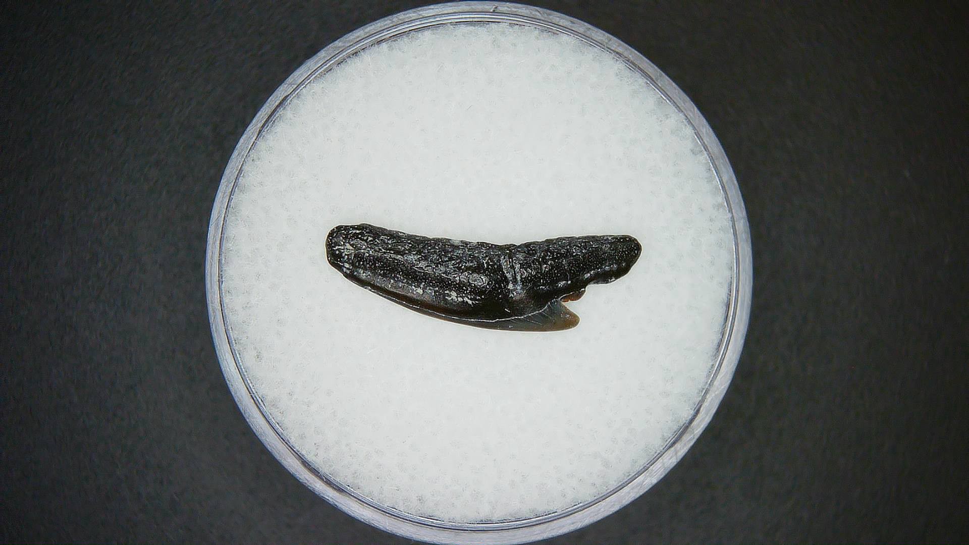 Miocene Age Galeocerdo cuvier Extinct Tiger Shark Tooth from North Carolina 50 | Fossils for Sale