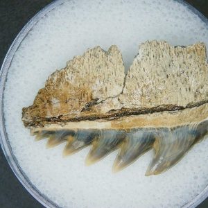 Miocene Age Notorhynchus primigenius Extinct 7 Gill Shark Tooth from North Carolina 10 | Fossils for Sale